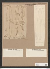 Frustulia rhomboides (Ehr.) De-Toni (de-Toni-Nr.: Genus 19, Species 1159) Zeichnungen Sammlung Grunow Nr. 2257 (NHMW-BOT-W0369362)